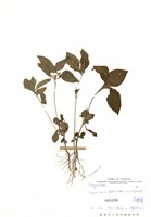 藏品(金腰箭)的圖片